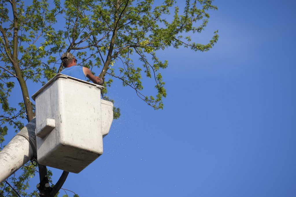 Norwalk Tree Service Pros - Tree Trimming 1