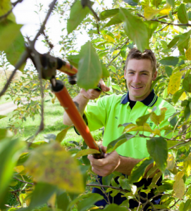 tree service tree tips arborist