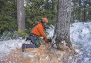 what is the average tree removal cost