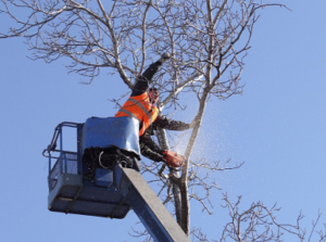 pro tree removal in southbury